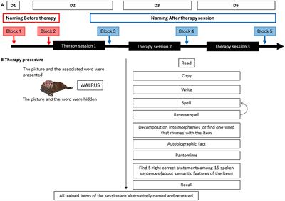 Exploring post-rehabilitation plasticity with intra-cerebral recordings on anomic profiles